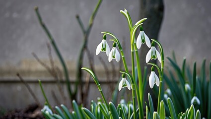 Snowdrop flowers on long green stems in front of a textured wall with ample empty space for text or graphic overlay.