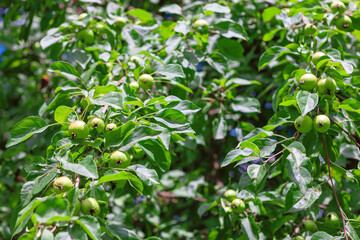 Lush green leaves cradle clusters of unripe apples, promising a bountiful harvest ahead. Fruit tree leaves are deep green, glossy and textured