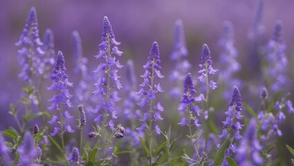 Fototapeta premium Closeup of vibrant purple wildflowers in a natural setting showcasing their delicate petals and lush green foliage.