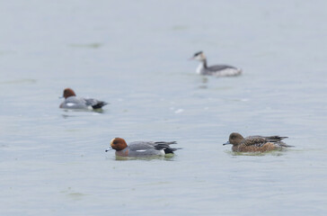 Mareca Anas Penelope Eurasian wigeon, a winter guest on the Rhine in Alsace, Eastern France