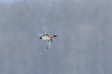 Mareca Anas Penelope Eurasian wigeon, a winter guest on the Rhine in Alsace, Eastern France