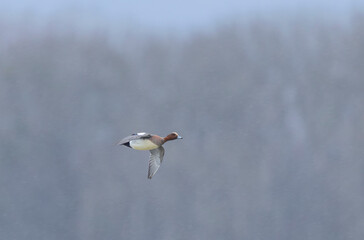 Mareca Anas Penelope Eurasian wigeon, a winter guest on the Rhine in Alsace, Eastern France