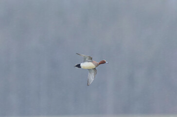 Mareca Anas Penelope Eurasian wigeon, a winter guest on the Rhine in Alsace, Eastern France
