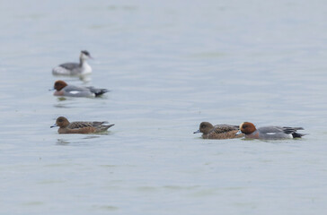 Mareca Anas Penelope Eurasian wigeon, a winter guest on the Rhine in Alsace, Eastern France
