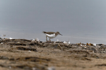 Common sandpiper