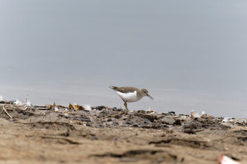 Common sandpiper