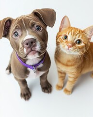 Obraz premium Adorable puppy and playful kitten sitting side by side against a clean white background, showcasing friendship and companionship in an adorable moment.