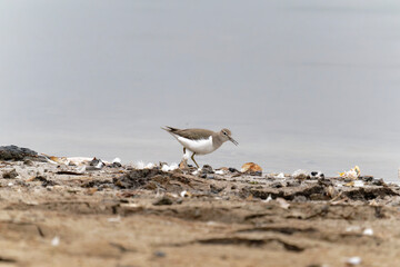 Common sandpiper