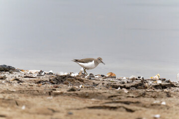 Common sandpiper