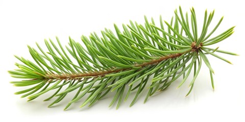 Lush Green Pine Sprig Close-up Composition, Isolated White Background, Nature's Serenity