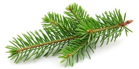 Naklejka premium Lush Green Fir Branch Close-Up Composition, Isolated on White Background