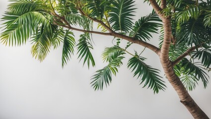 Fototapeta premium Tropical tree branches with lush green leaves against a white isolated background for botanical and natural design concepts.