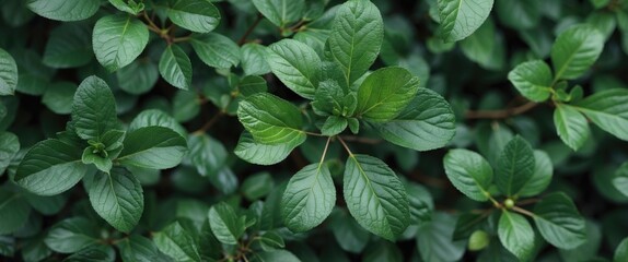Close-up view of vibrant green leaves showcasing lush foliage and intricate textures in a natural setting ideal for botanical designs.