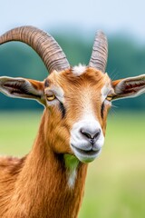 Obraz premium A close-up view of a relaxed goat with prominent horns enjoying a sunny day in a green pasture
