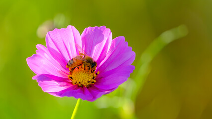 秋の彩りとミツバチの訪問