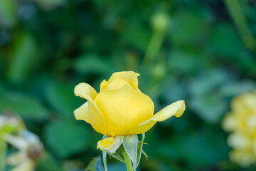 繊細な黄色いバラのつぼみ