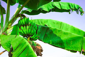 Banana tree and leaves in the garden, and forest with tropical greenery