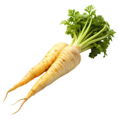 Fresh organic parsnips with green tops isolated on eat root food diet farm on transparent background