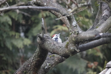 A middle spotted woodpecker sits on a fruit tree in a garden.