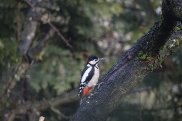 A great spotted woodpecker sits on a fruit tree in a garden..