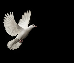 Obraz premium White Dove in Flight Against a Black Background Symbolizing Peace and Freedom