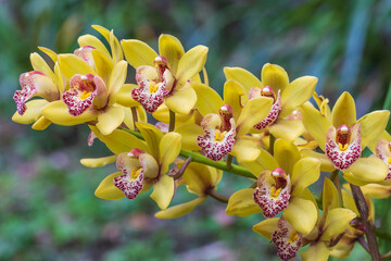 Cymbidium, Beautiful  orchids in tropical forest of Thailand.