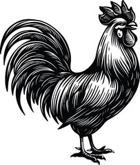 Hand drawn rooster lineart
