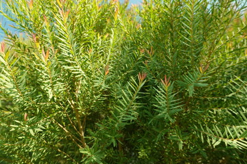 Melaleuca bracteata macro leaves small world