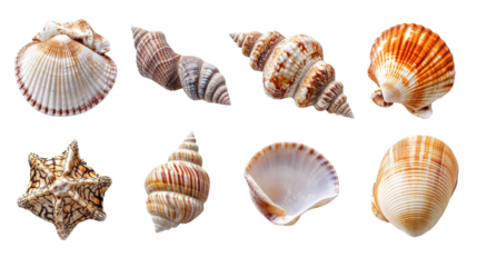 Collecting colorful shells on a sunny beach nature isolated on transparent background