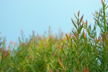 Melaleuca bracteata macro leaves small world