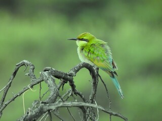 Swallow-tailed bee-eater (Merops hirundineus) perched on a branch.
