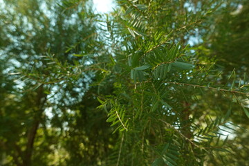Melaleuca bracteata macro leaves small world