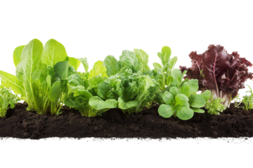 Green vegetable plants growing from soil on png transparent background