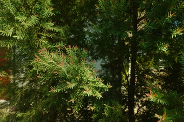 Melaleuca bracteata macro leaves small world