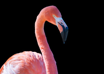 Flamingo birds close up with dark backdrop