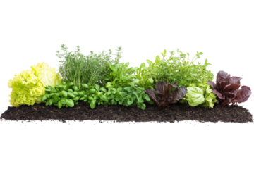 Green vegetable plants growing from soil on png transparent background