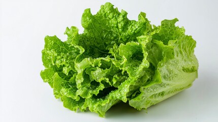 Fresh Organic Lettuce with Dew Drops for Summer Salads and Dishes