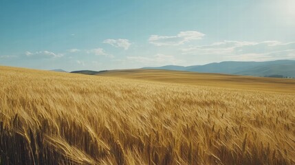 Golden Wheat Field Under Blue Sky with Wispy Clouds and Rolling Hills in Background