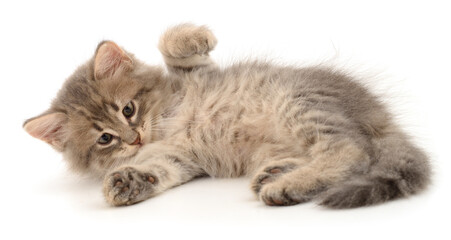 Kitten on white background.