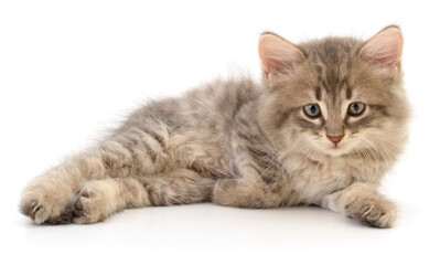 Kitten on white background.