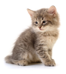 Kitten on white background.