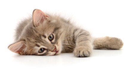 Obraz premium Kitten on white background.