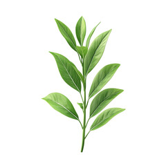 Fototapeta premium Fresh Green Leafy Stem Isolated on White Isolated on transparent background