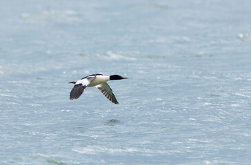 Common Merganser during winter on the Rhine