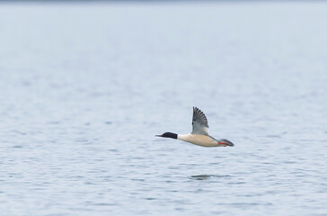 Common Merganser during winter on the Rhine