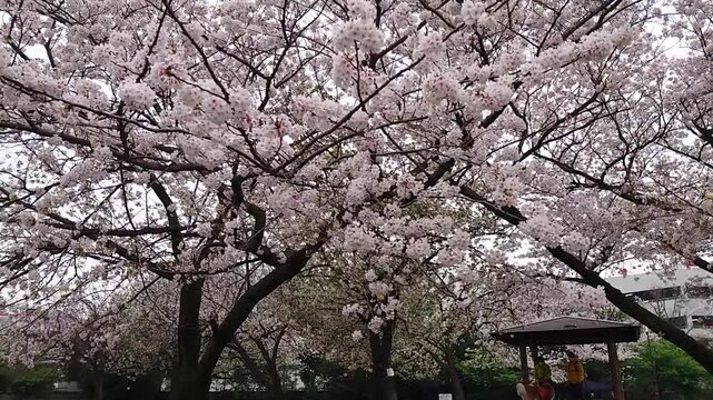日本寺院風景
