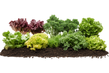 Green vegetable plants growing from soil on png transparent background