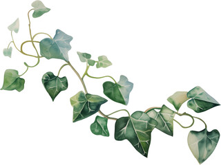 ivy vine watercolor painting isolated on transparent background.