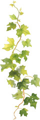 Fototapeta premium ivy vine watercolor painting isolated on transparent background.