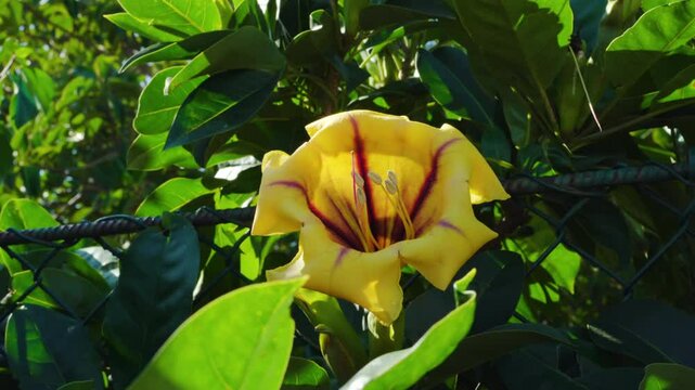 Solandra maxima flower, Yellow Cup of Gold Vine, shining under the sunlight with lush green foliage. High quality 4k footage